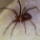 Araña de rincón: Las primeras 12 horas son vitales