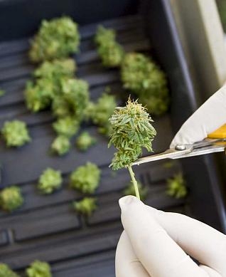 La Cannabis alivia uno de los síntomas de la esclerosis múltiple 