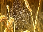 La araña del trigo: el peligro del campo